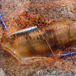 ショアジギボウズ