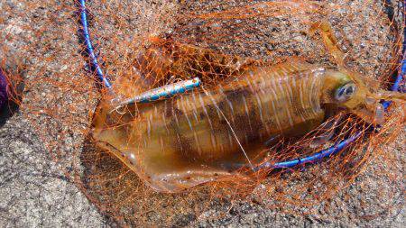 ショアジギボウズ