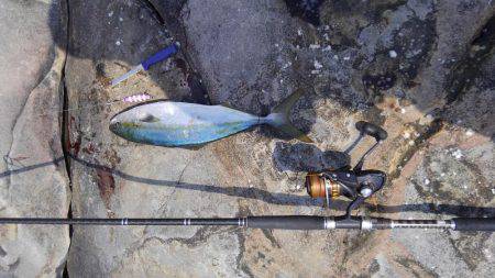 ショアジギボウズではない