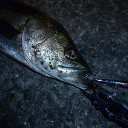 バチは無くとも