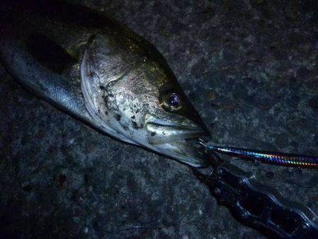 バチは無くとも