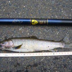 今年初の鳥取県河川釣行