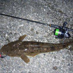 チニングにて、外道のコチ