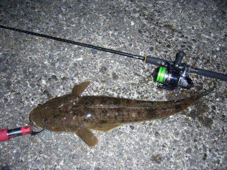 チニングにて、外道のコチ