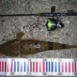 チニングにて、外道のコチ