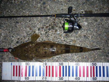 チニングにて、外道のコチ