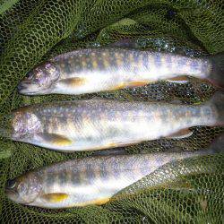 鳥取県河川釣行