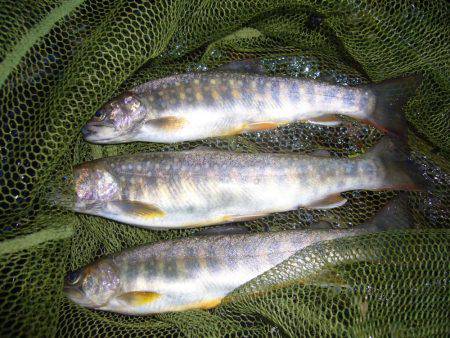 鳥取県河川釣行