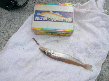 佐野でキスが釣れ始めました