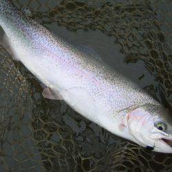 大安トラウトレイク 釣果