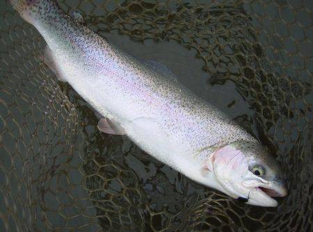 大安トラウトレイク 釣果