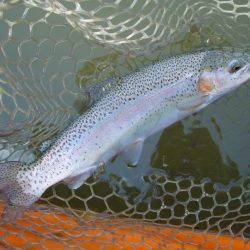 大安トラウトレイク 釣果