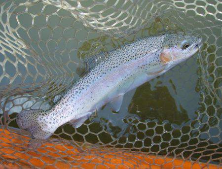 大安トラウトレイク 釣果