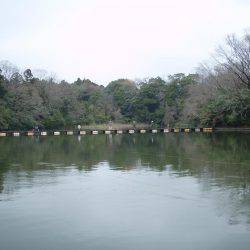 大安トラウトレイク 釣果