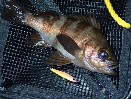 嵐の後の爆釣！