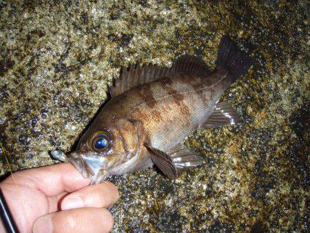 南知多でメバリング