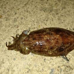 コウイカエギング