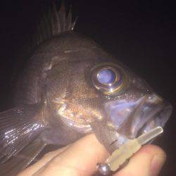 南風メバリング!