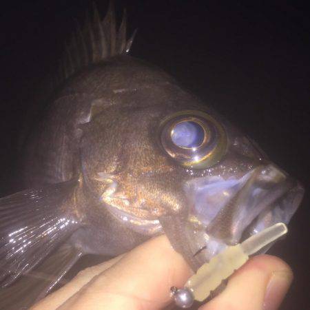 南風メバリング!