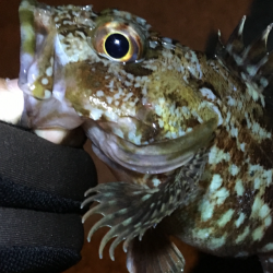 ガシラ〜青物不発