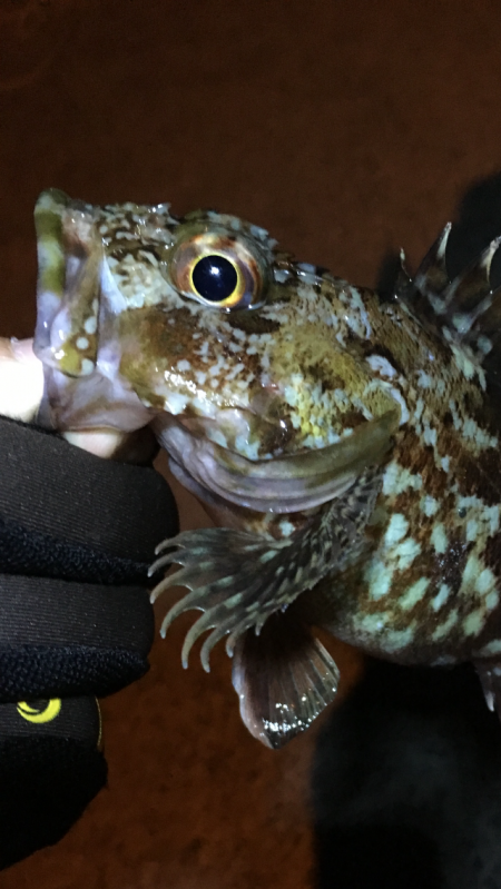 ガシラ〜青物不発