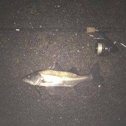 バチ抜けシーバス