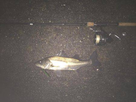 バチ抜けシーバス