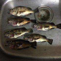 ミスター山カレイ