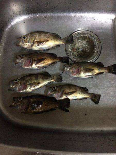 ミスター山カレイ