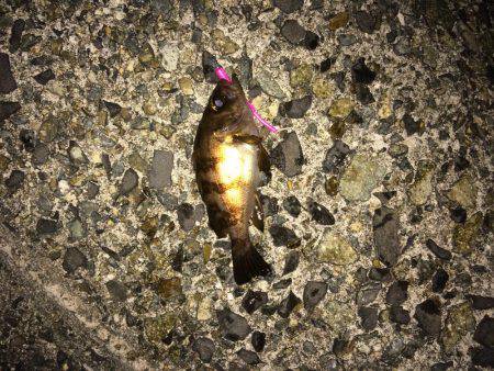 ダブルフロート！