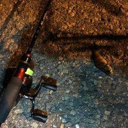 明かりの下でメバリング