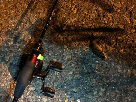 明かりの下でメバリング