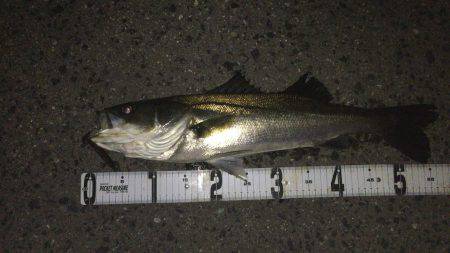 バチ抜けシーバス