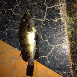 ノーミスターセロ