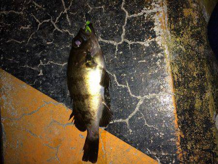 ノーミスターセロ