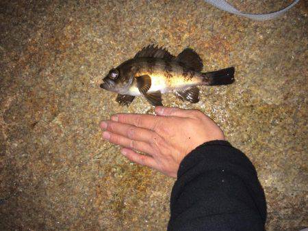 やっと釣れた！