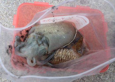 爆風でも何とか