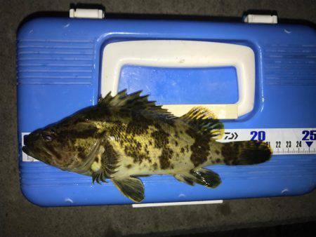 メバル狙うもタケノコ堀