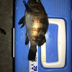 GWもメバリング