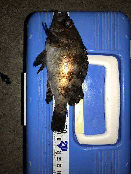 GWもメバリング