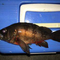 プラグでメバリング