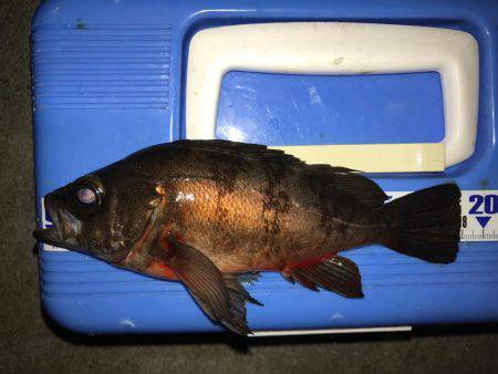 プラグでメバリング