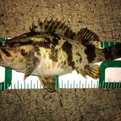 ナイトシーバス