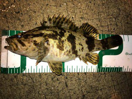 ナイトシーバス