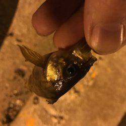 微風メバリング