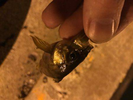 微風メバリング