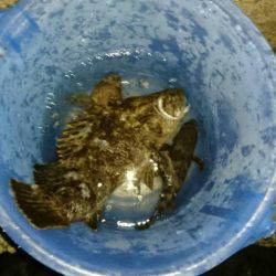 メバリングでタケノコ