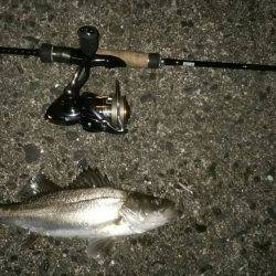 ナイトシーバス、デイマゴチ