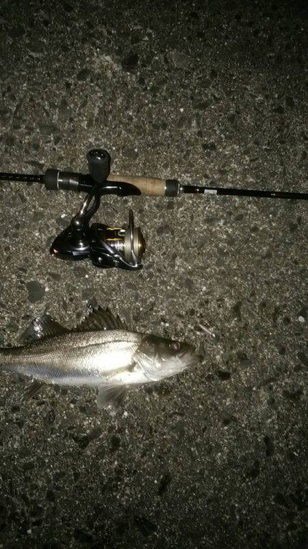 ナイトシーバス、デイマゴチ