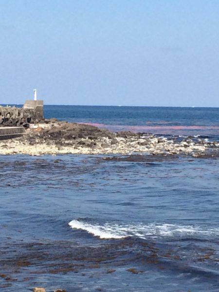 初めてのチヌ釣り